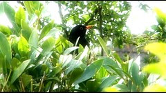 Gaia & Genesis (2009) 003