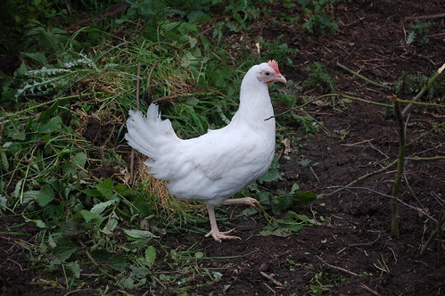white leghorn hen Jul 12