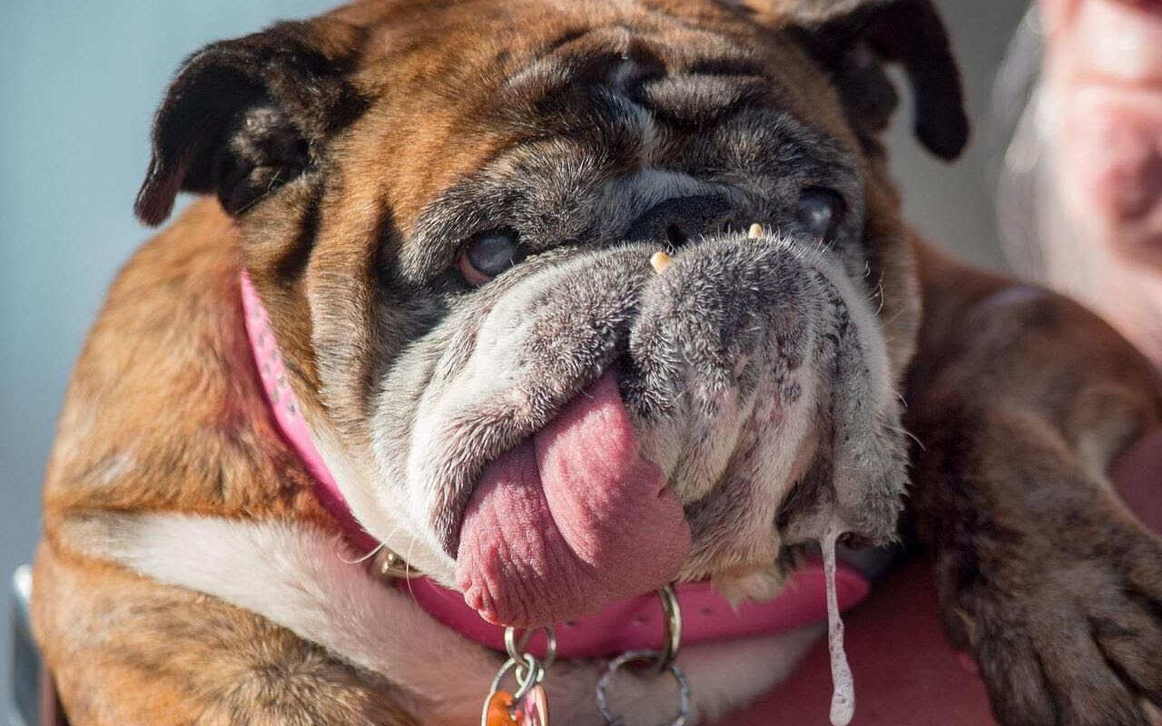 Photo Du Plus Gros Chien Du Monde Chien Nouvelles