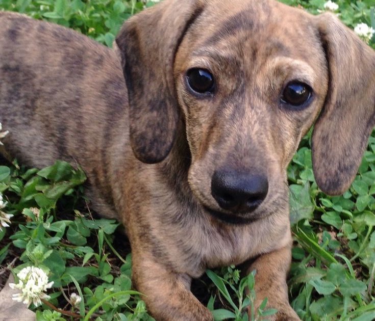 Dachshund Puppies Wisconsin For Sale Puppies