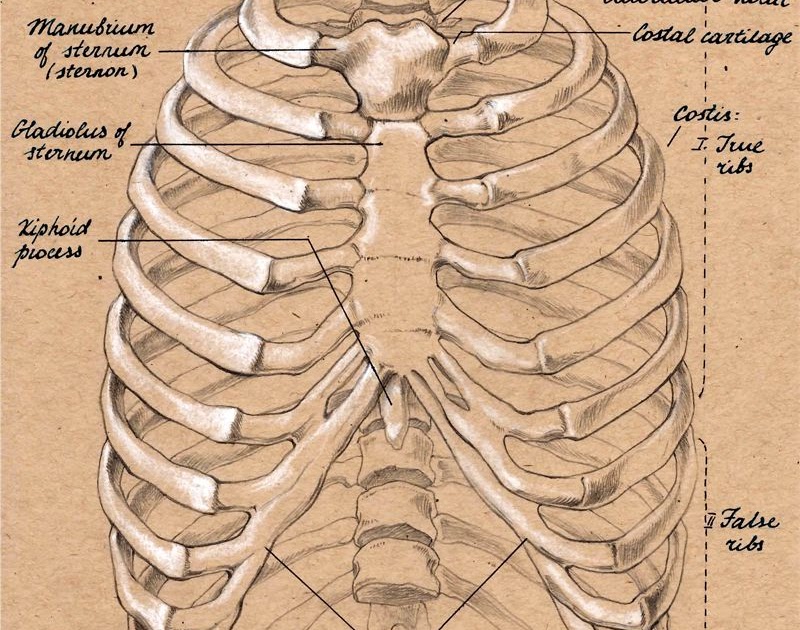 Anatomy Under The Right Rib Rib Cage Front Anatomia Pinterest