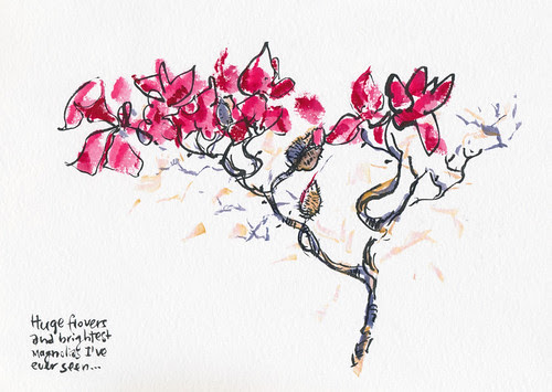 February 2014: Hunting for Perfect Magnolia