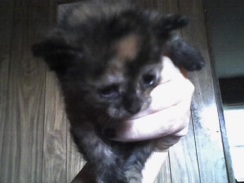 Farm kitten tortie