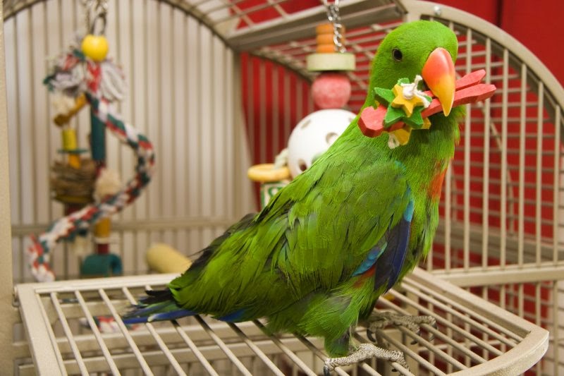 11 Mimpi burung kuning
