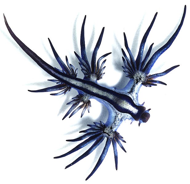 Fauzi Nugroho Blue Sea Slug Hewan Laut Tercantik 