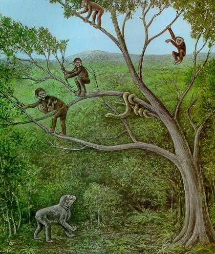 Proconsul is an extinct genus of primates that existed from 23 to 5 million years ago during the Miocene epoch.