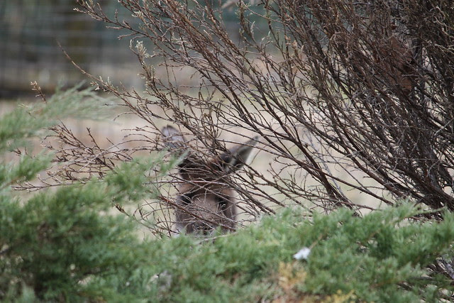 Western Gray Kangaroo