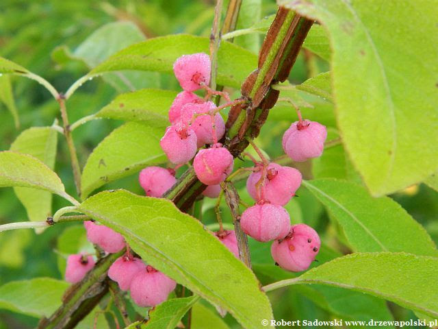 rosa w ogrodzie rosa w ogrodzie