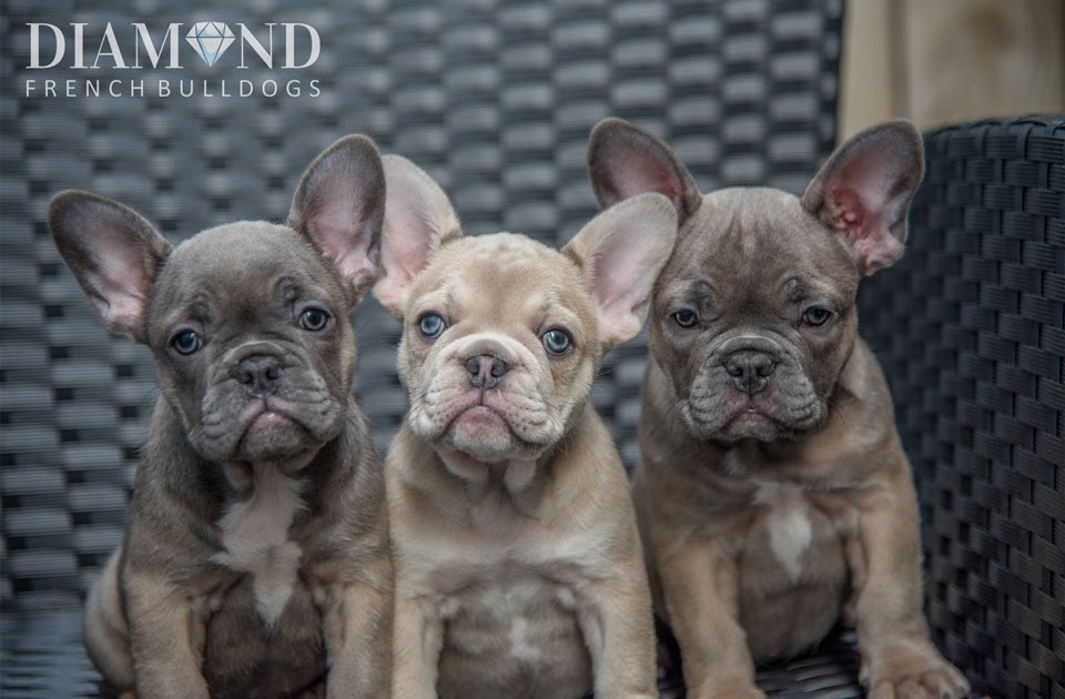 38 Best Images Blue Merle Bulldog Adults : The Merle Bulldog Controversy | ihaveriiir