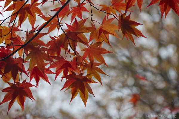 leaves of a Japanese maple, wearing autumn colors