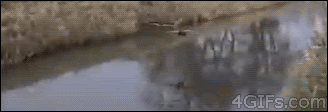 Ducks-landing-fail