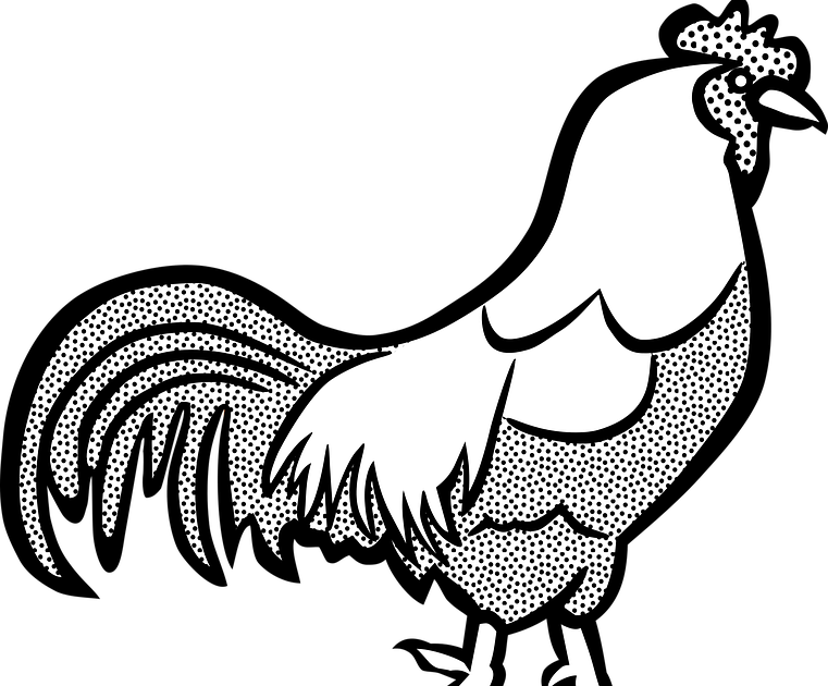 Mewarnai Gambar Ayam Jago