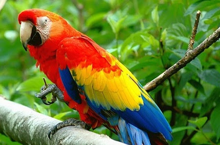 Duftende præst Charles Keasing Macaw Parrot Price In Indian Rupees | peiauto.com