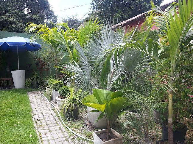 Avaliações sobre Encanto das Palmeiras em Recife - Floricultura