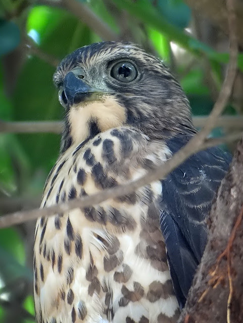 鳳頭蒼鷹/無限台南
