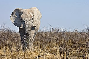Male elephant in Etosha National Park, Namibia...