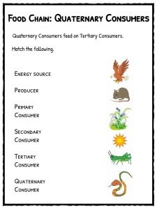 63 [FREE] NATURAL SCIENCE WORKSHEETS FOR GRADE 3 PDF PRINTABLE DOCX