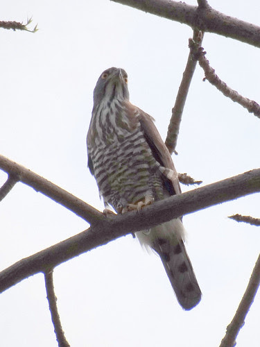 鳳頭蒼鷹/無限台南