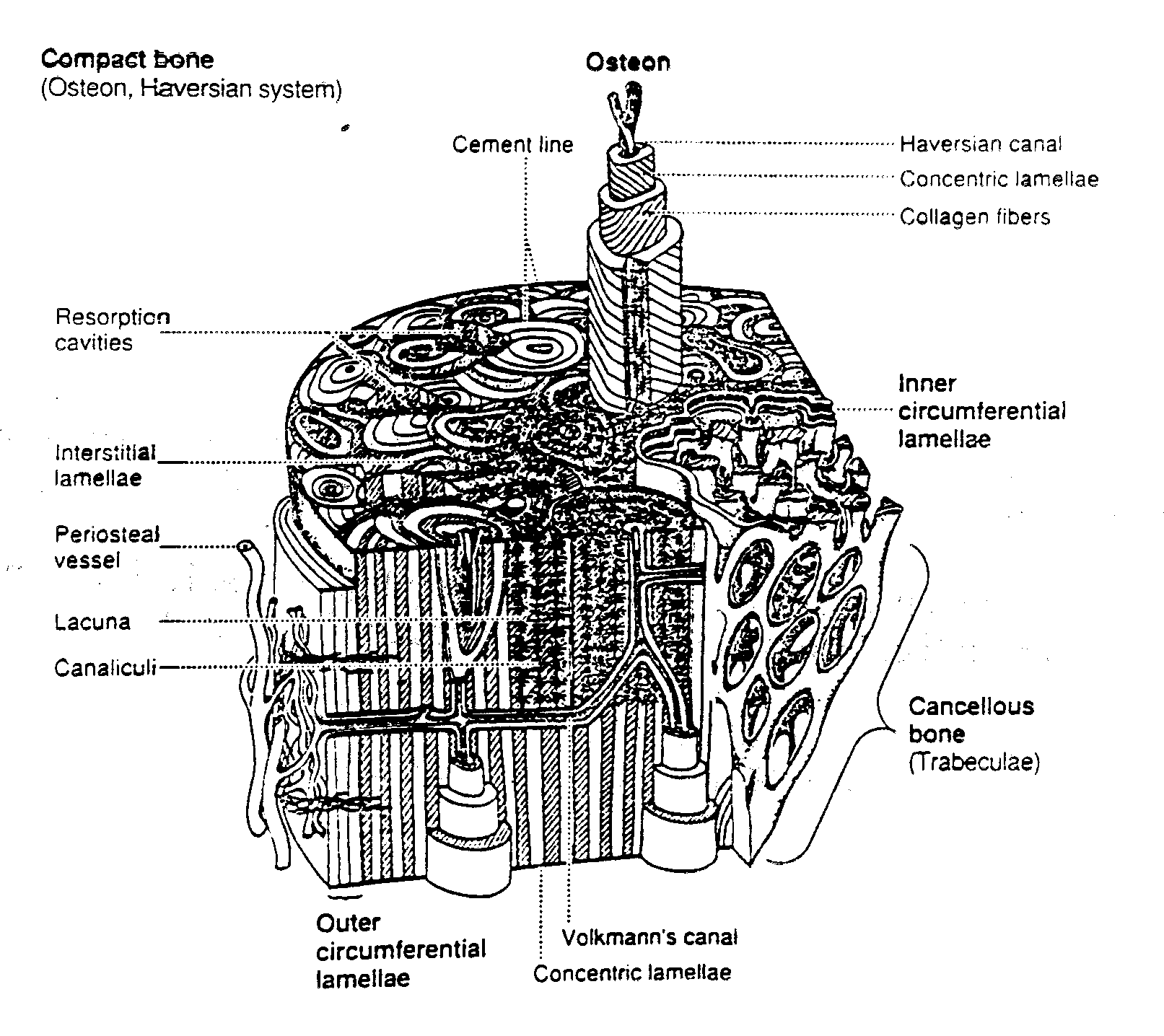 Osteon Anatomy