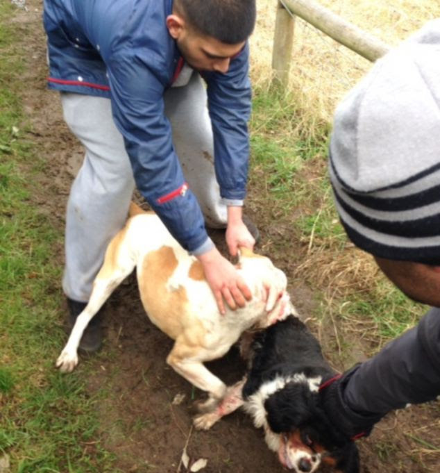 The pitbull's owner grabs his dog during the prolonged attack