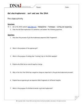 Restriction Enzymes Worksheet Answers