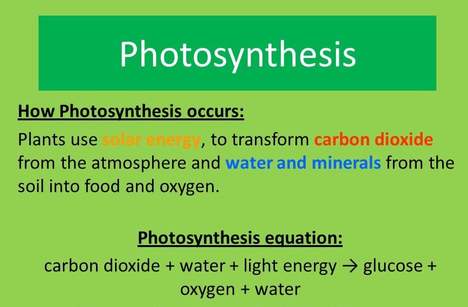 Which Two Molecules Do Green Plants Use To Make Glucose