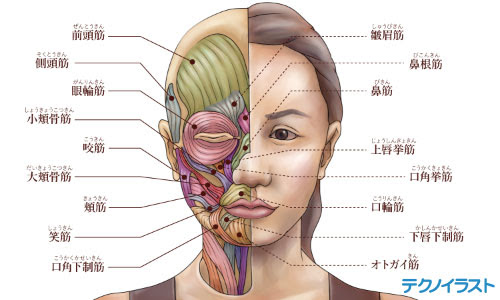 最高のコレクション 筋肉 図 イラスト イラスト画像