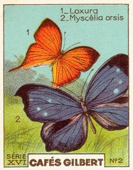 gilbertpapillons006