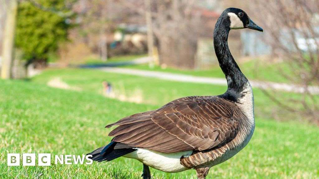 Avian flu found in Canada geese in Birmingham