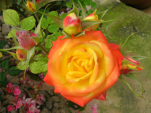 46 Ide Bunga Mawar Gugur Gambar Bunga
