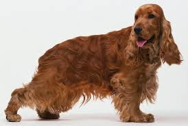 World Best Dog Breeds: 2011-04-24