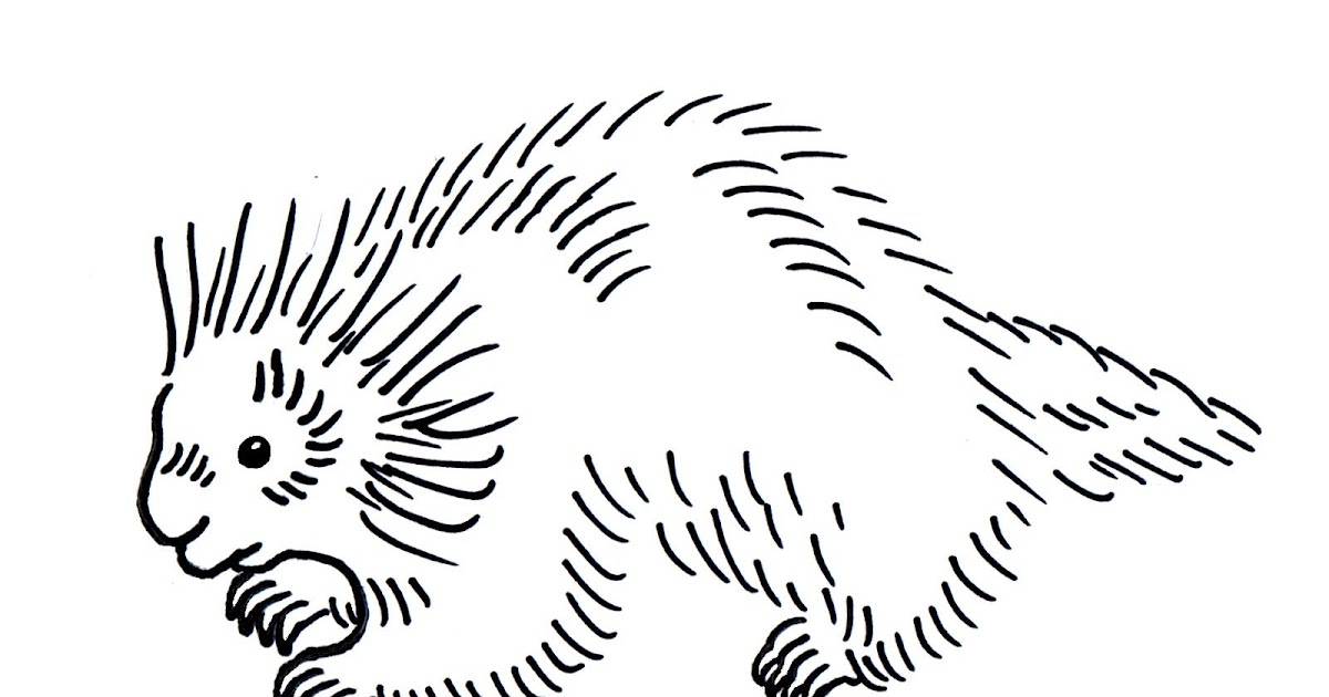 Cute Porcupine Coloring Page - Make Wonderful World With Coloring