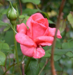 spring rose rose