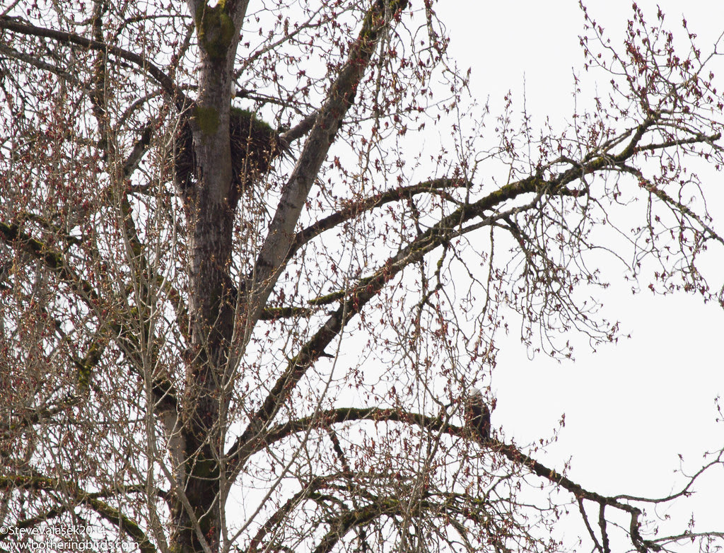 Bald Eagle nest
