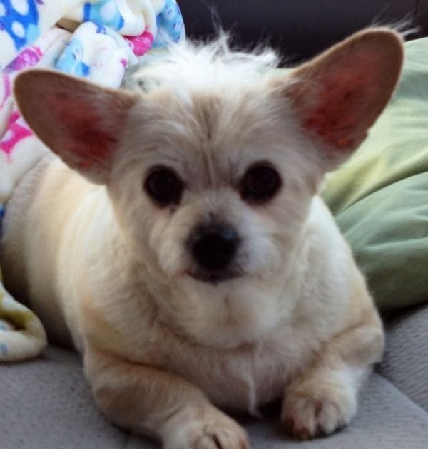 pozie: Full Grown French Bulldog Yorkie Mix
