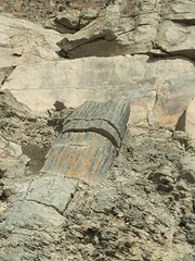 fossil tree