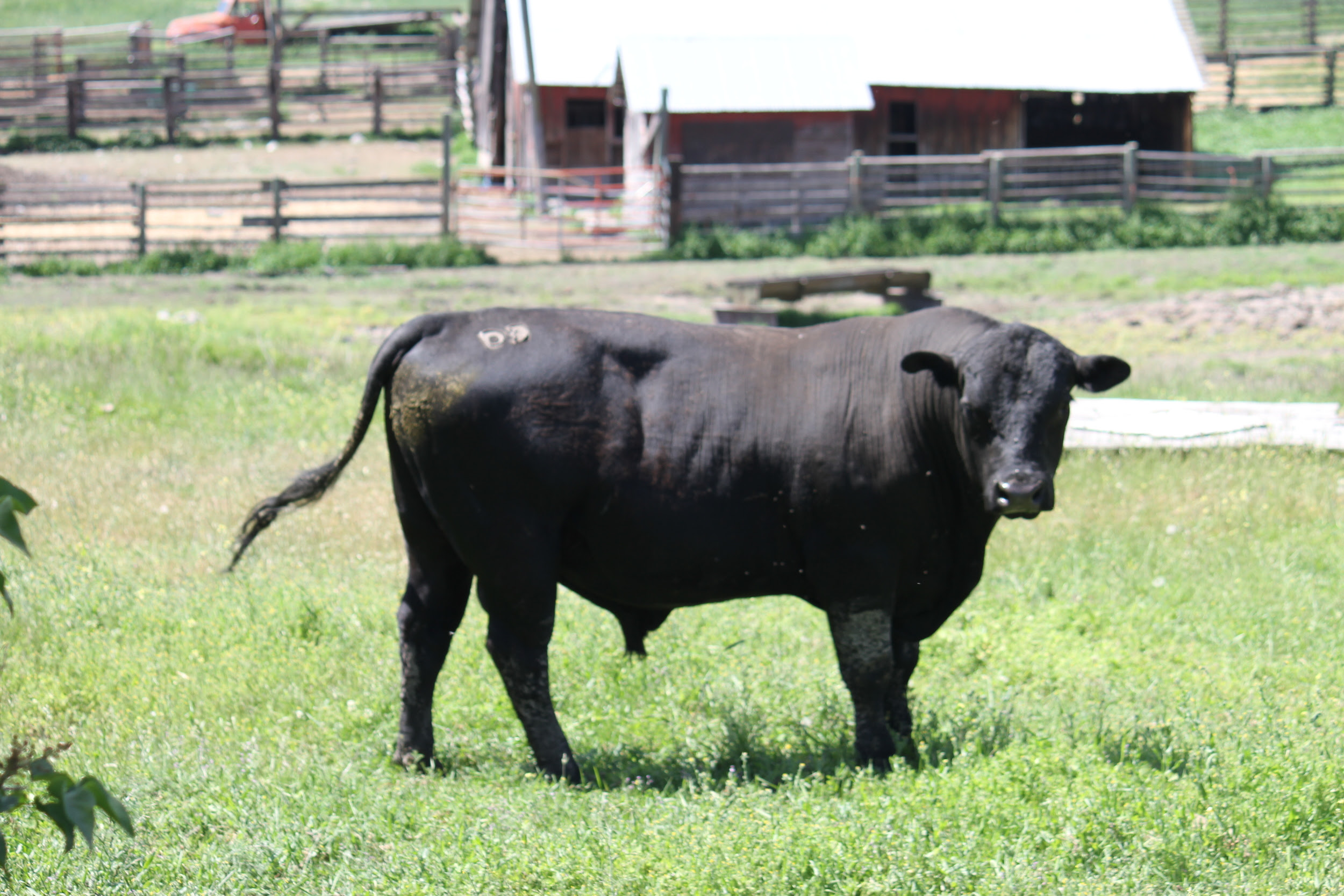 Picture Of Oxtail Animal - picture of