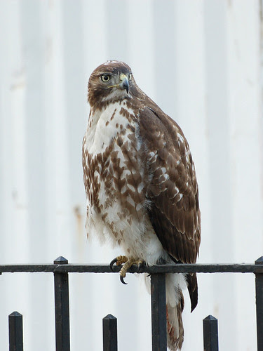 Tompkins Square Juvenile Red-Tailed Hawk