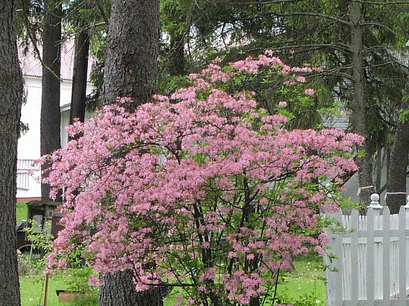 Flowering Shrubs For Full Sun Zone 9 10 Shrubs That