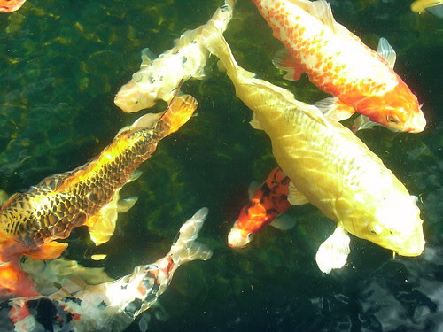 Carp