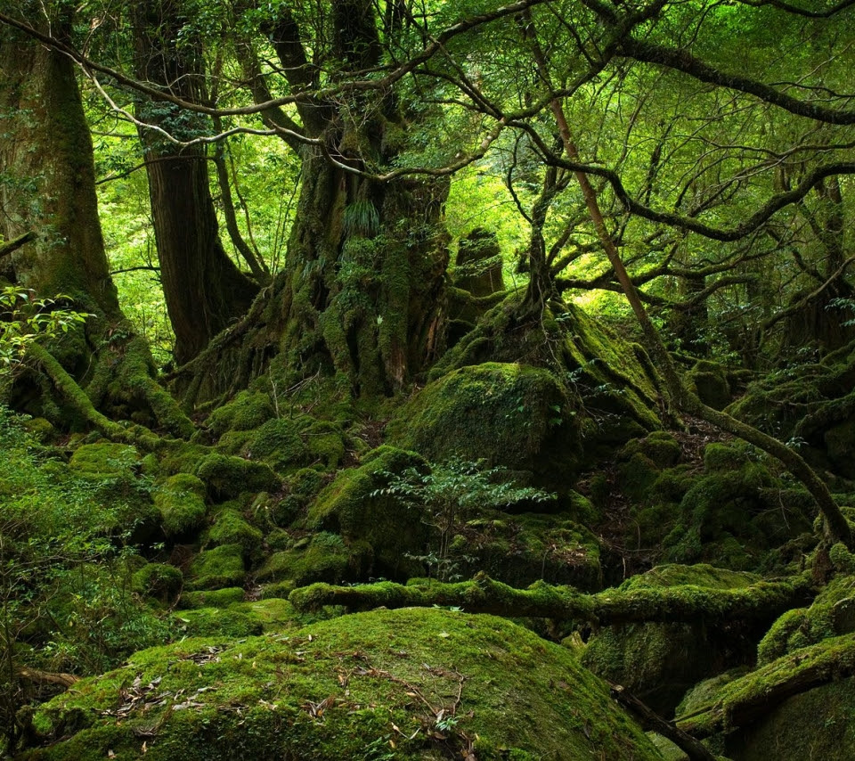 すべての美しい花の画像 エレガント壁紙 スマホ 風景