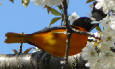 Baltimore Oriole