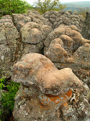 Buzzard's Roost