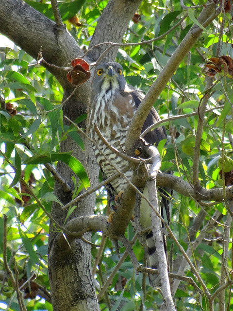 鳳頭蒼鷹/無限台南