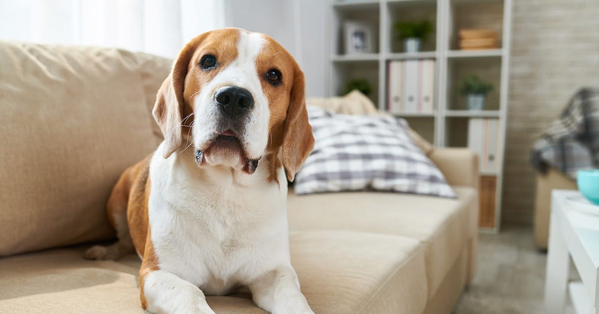 47+ elegant Bilder Hund In Der Wohnung Den Hund In Der Wohnung