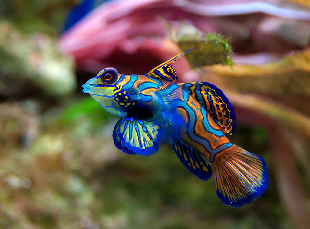 Рыбка мандаринка Mandarinfish 3 Рыбка мандаринка