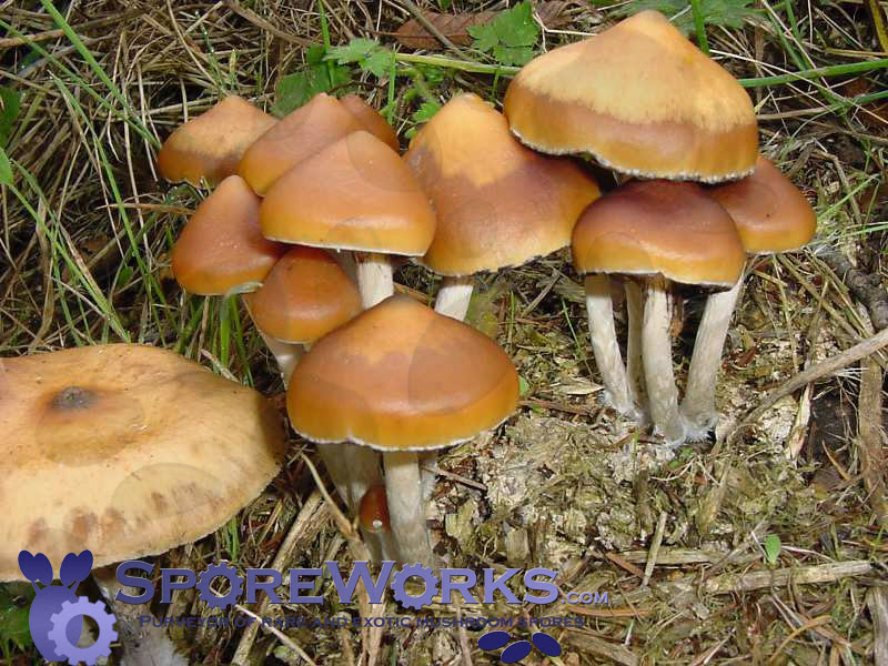 Magic Mushroom Spores For Sale Canada - All Mushroom Info