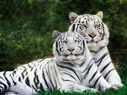 46 Koleksi Download Gambar Hewan Harimau Terbaik