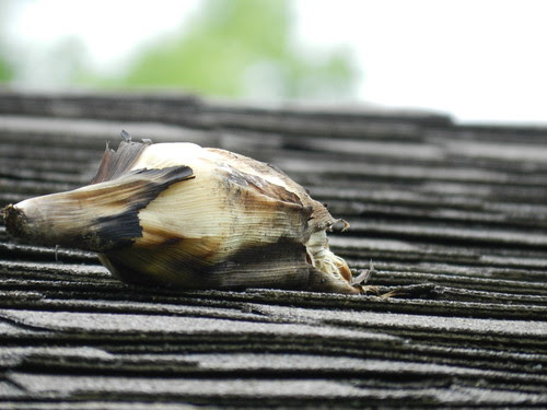 corn husk