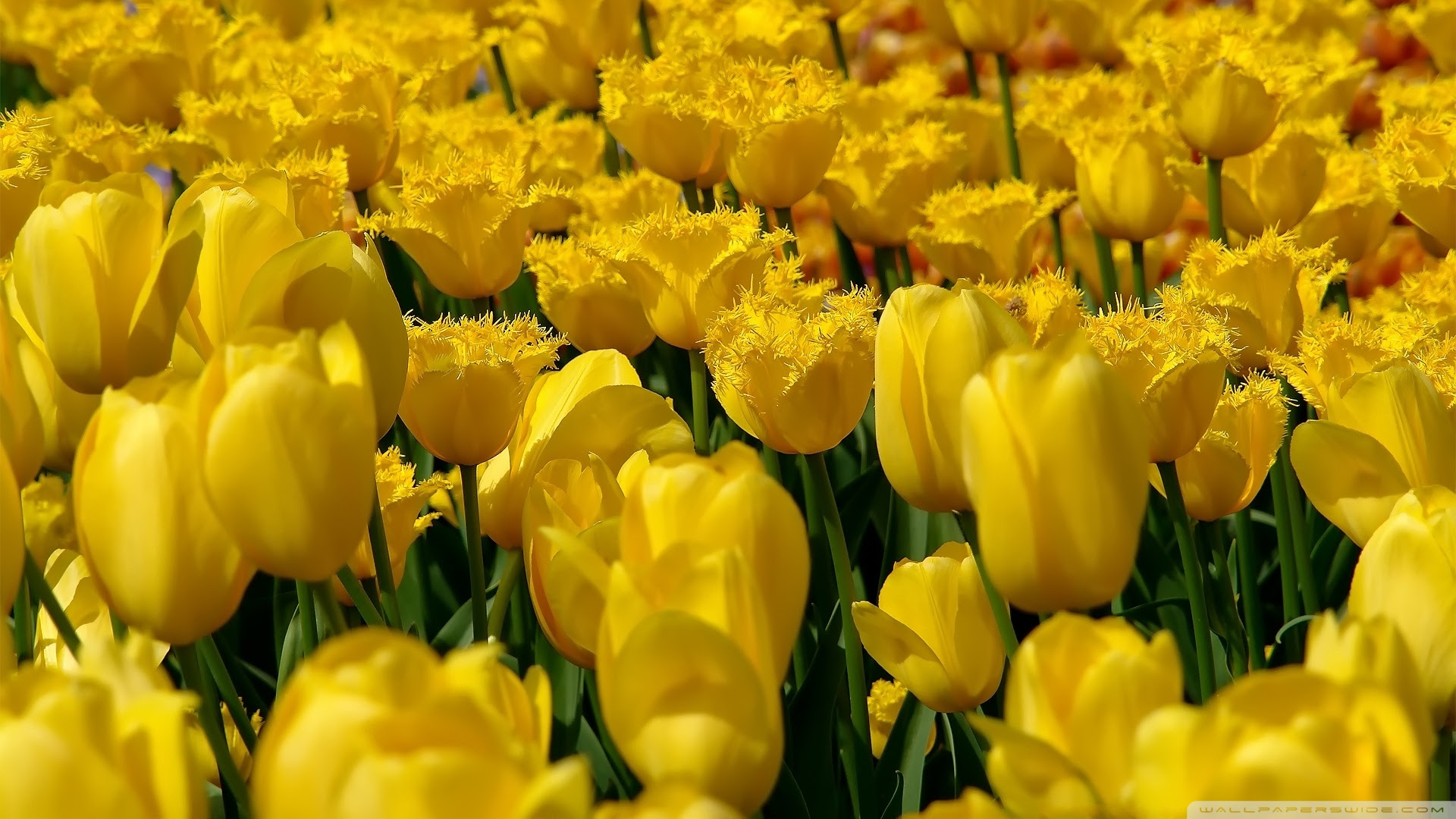Windows Bacgrounds Image Yellow Aesthetic Desktop Background